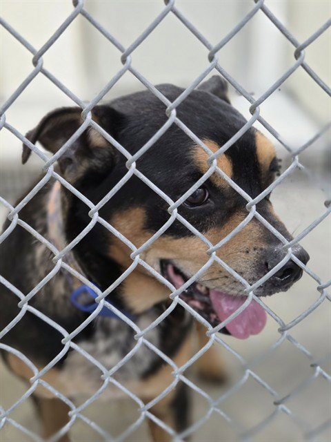 A079064 - Bulldog / Rottweiler available for adoption