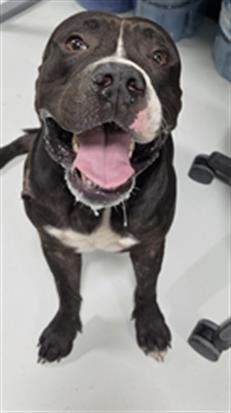 A080976 - Pit Bull Terrier available for adoption