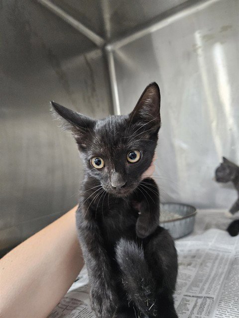 A080869 - Domestic Short Hair available for adoption