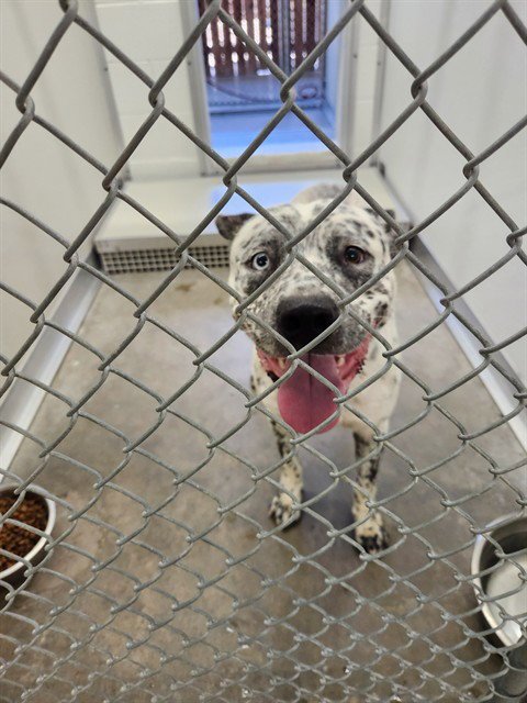 A080753 - Australian Cattle Dog/Blue Heeler available for adoption