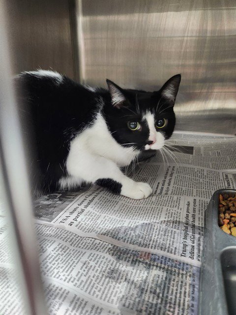 OREO - Manx available for adoption
