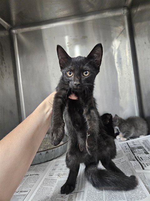 A080868 - Domestic Short Hair available for adoption