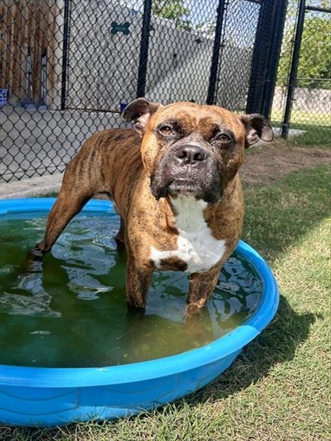 DUKE - Boxer / Mastiff available for adoption
