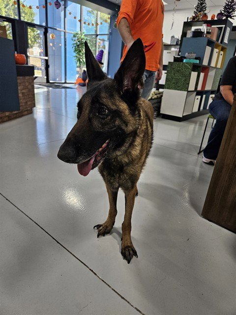 CAMILO - German Shepherd Dog available for adoption