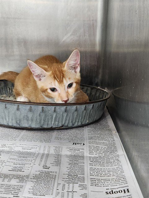 A080542 - Domestic Short Hair available for adoption