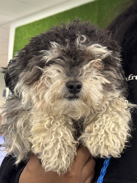 A080745 - Poodle (Miniature) available for adoption