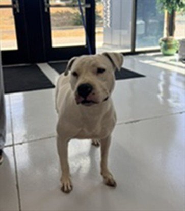 HAVOC - Staffordshire Bull Terrier available for adoption