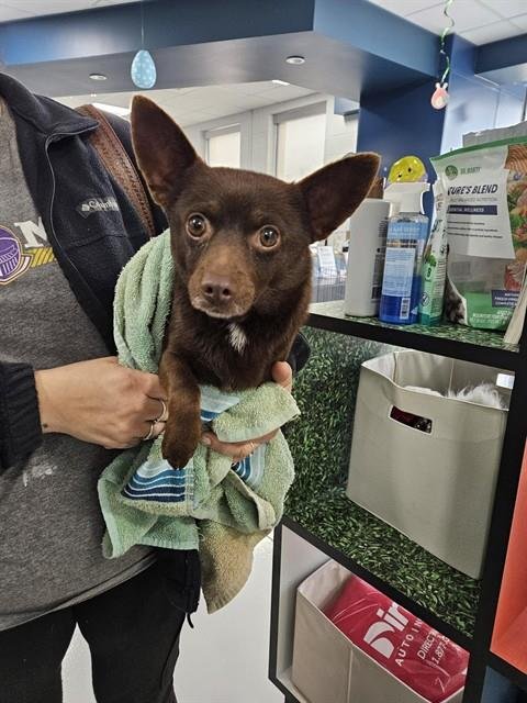 COCO - Chihuahua available for adoption