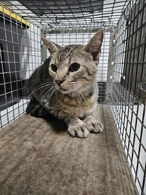 A080314 - Domestic Short Hair available for adoption