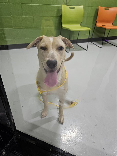 A080317 - Labrador Retriever available for adoption