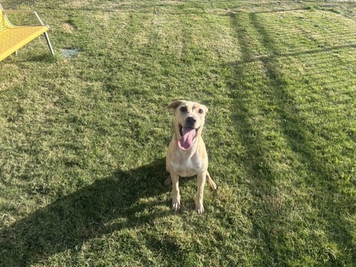 A080317 - Labrador Retriever available for adoption