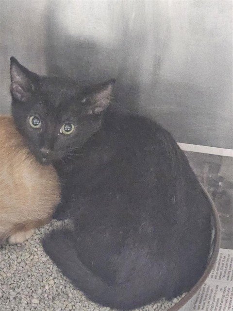 A081236 - Domestic Short Hair available for adoption