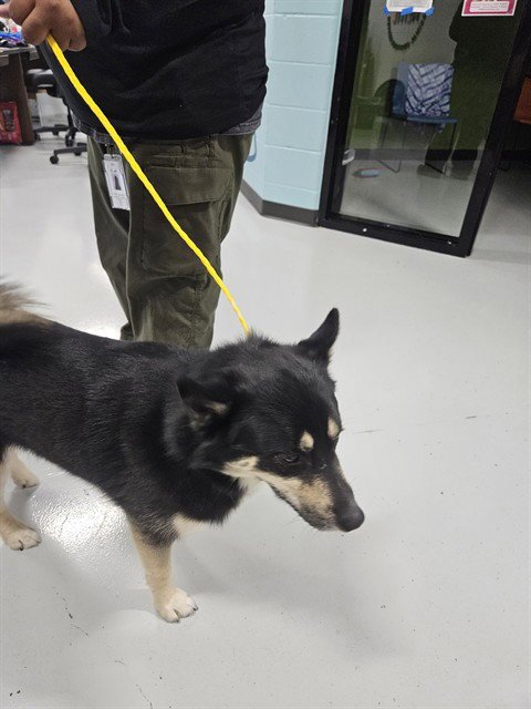 A080670 - Husky available for adoption
