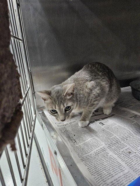 SYRUP - Domestic Short Hair available for adoption
