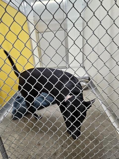 AMBER - Labrador Retriever available for adoption