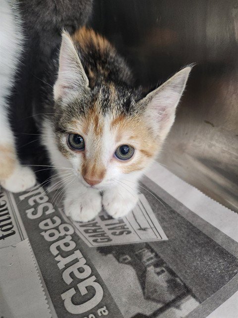 A081208 - Domestic Short Hair available for adoption
