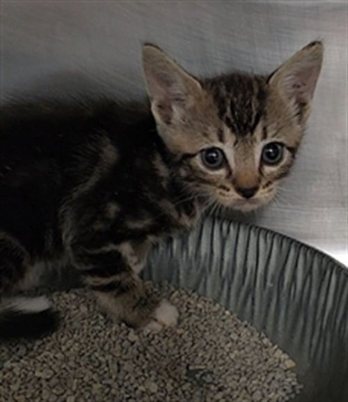 A080975 - Domestic Short Hair available for adoption