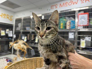 HODINI - Domestic Short Hair for adoption in Killeen