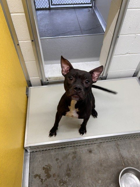 A080814 - Pit Bull Terrier available for adoption