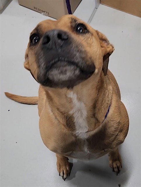 SHAY - Labrador Retriever available for adoption