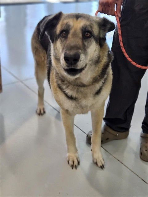 PIXIE DUST - German Shepherd Dog available for adoption