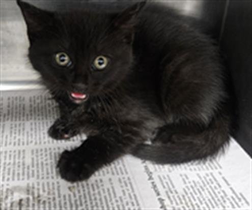 A079114 - Domestic Medium Hair available for adoption