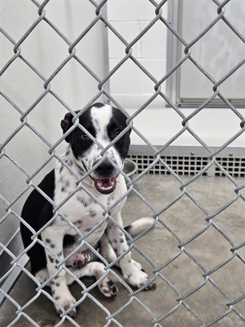 A080341 - Australian Cattle Dog/Blue Heeler available for adoption