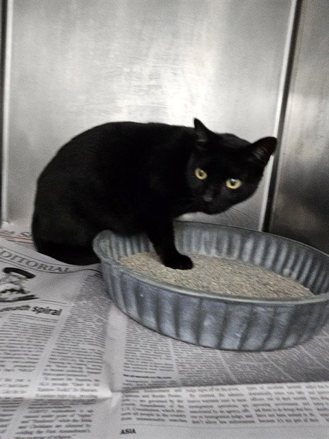 KODAK - Domestic Short Hair for adoption in Killeen