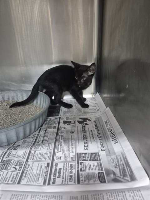 A080561 - Domestic Short Hair available for adoption