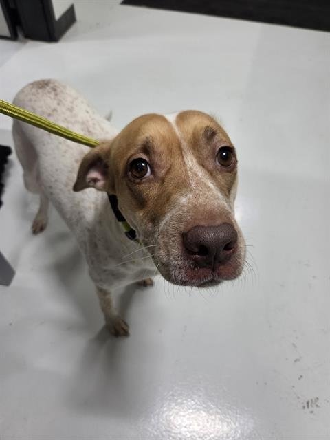 A081283 - Pit Bull Terrier available for adoption