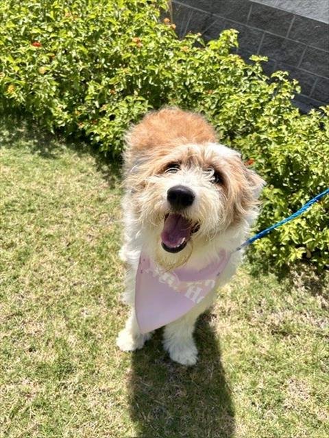 JUNA - Old English Sheepdog / Border Collie available for adoption