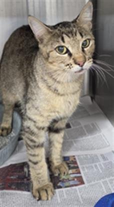 A080847 - Domestic Short Hair available for adoption