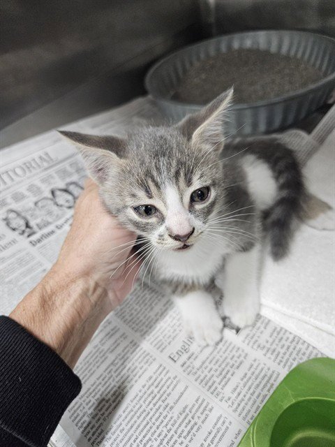 A081354 - Domestic Short Hair available for adoption