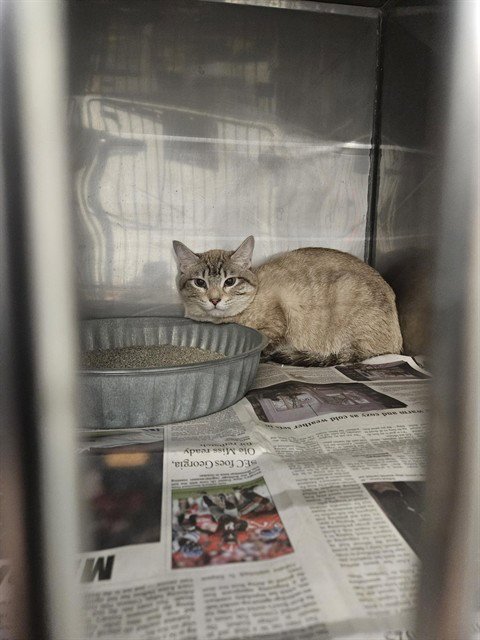 DOZER - Domestic Short Hair available for adoption