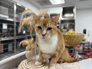 A080546 - Domestic Short Hair available for adoption