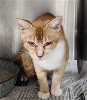 A080546 - Domestic Short Hair available for adoption