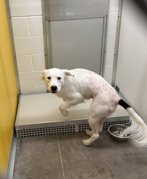 A080693 - Border Collie available for adoption