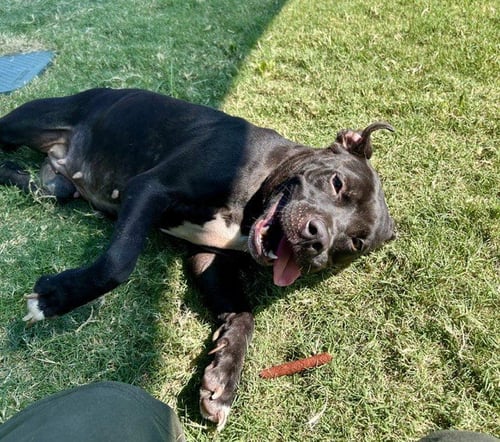 ROXY - Pit Bull Terrier available for adoption
