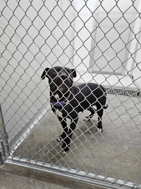 A080661 - Pit Bull Terrier available for adoption