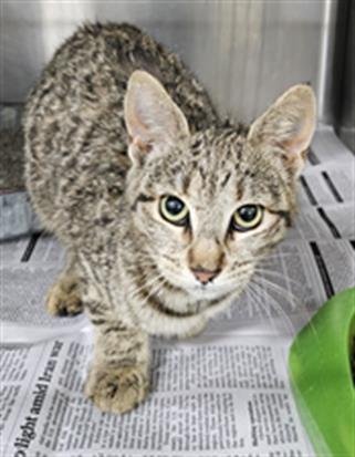A079005 - Domestic Short Hair available for adoption