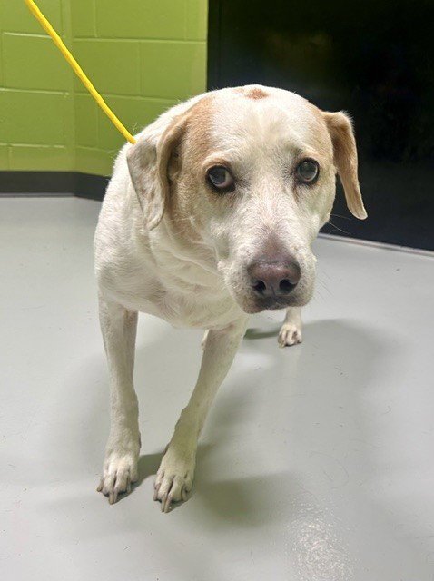 BRANDIE - Labrador Retriever available for adoption