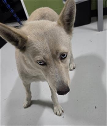 WEDA - Husky available for adoption