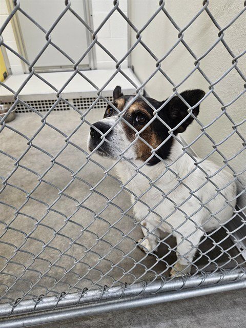 A081037 - Jack Russell Terrier (Parson Russell Terrier) available for adoption