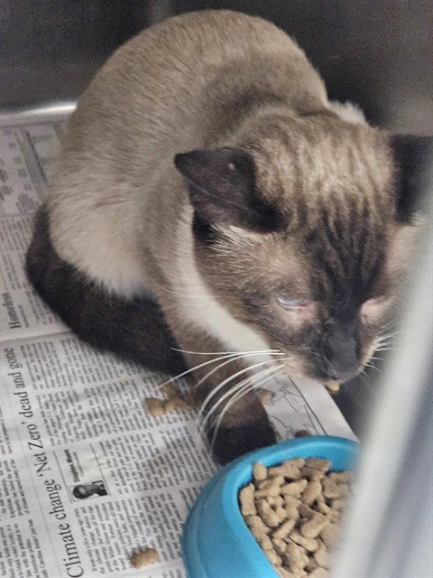 A080832 - Domestic Short Hair / Siamese available for adoption