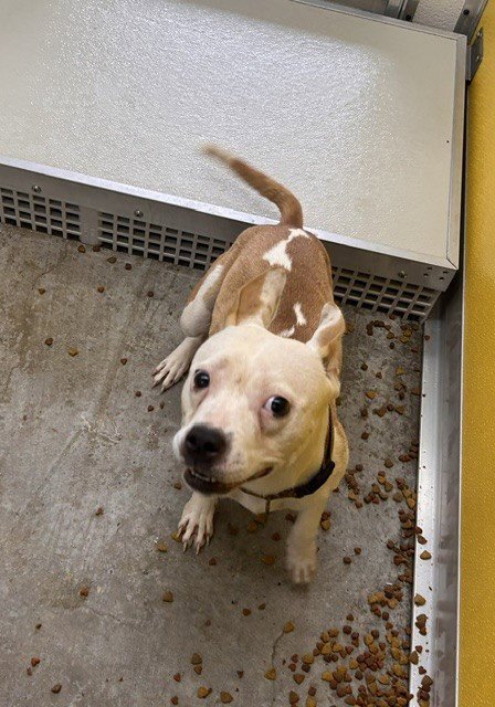 A080859 - Staffordshire Bull Terrier available for adoption