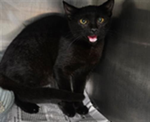 ELVINA Image