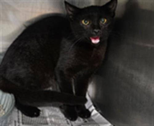 ELVINA - Domestic Short Hair available for adoption