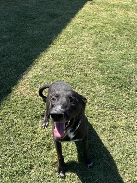 CHICO - German Shepherd Dog available for adoption