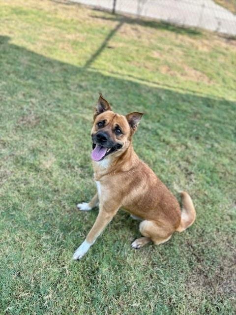 FELIX - German Shepherd Dog available for adoption