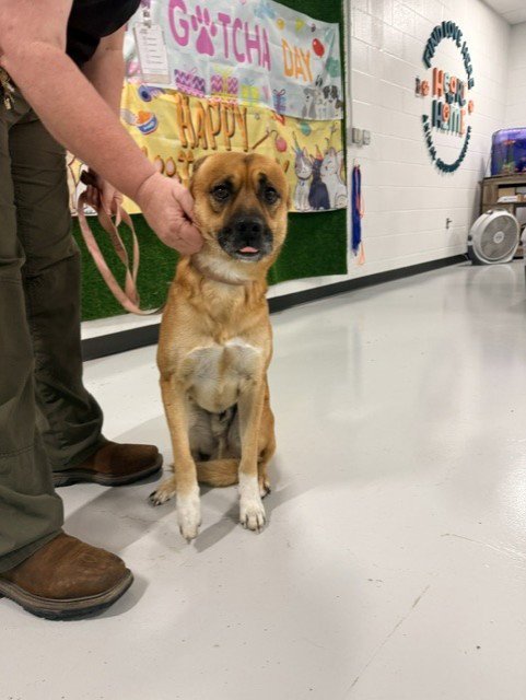 A080800 - German Shepherd Dog available for adoption